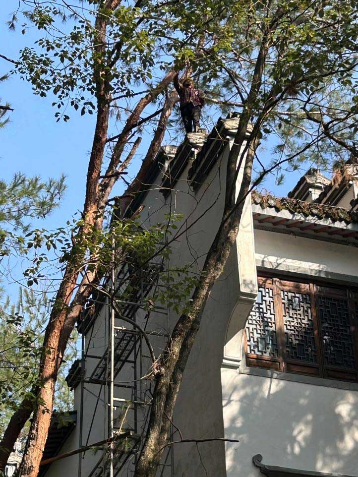 排除隱患，國資公司砍樹解民憂