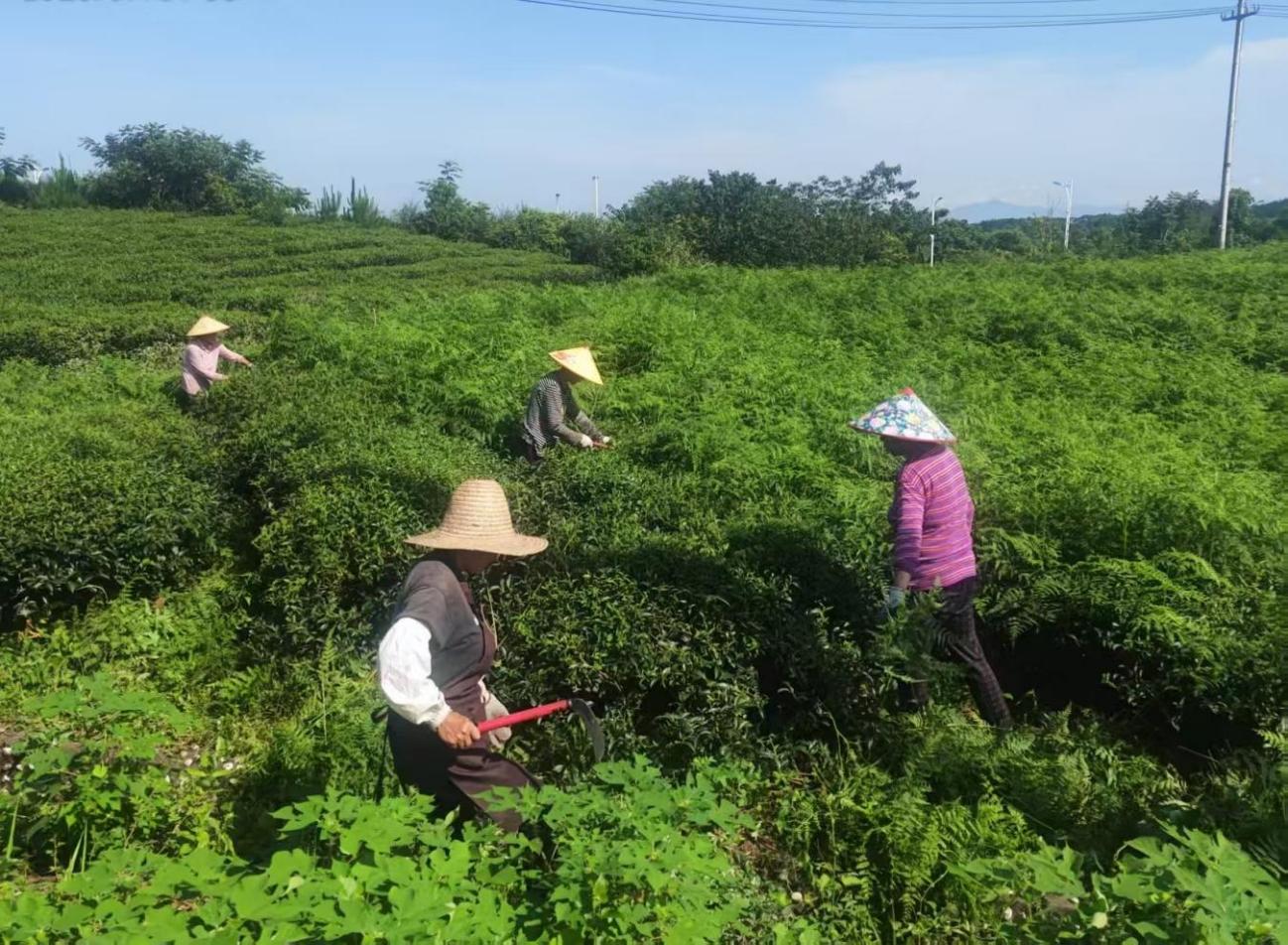 屯溪實驗茶場加強夏季茶園管護(hù) 賦能茶產(chǎn)業(yè)提質(zhì)增效