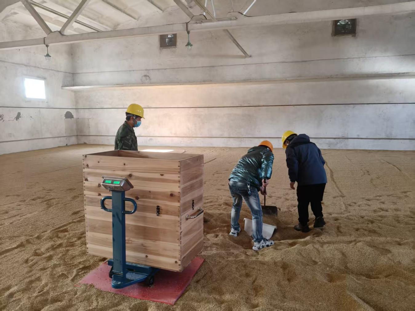 糧儲(chǔ)公司2025年度區(qū)級(jí)儲(chǔ)備糧輪換入庫(kù)工作圓滿完成